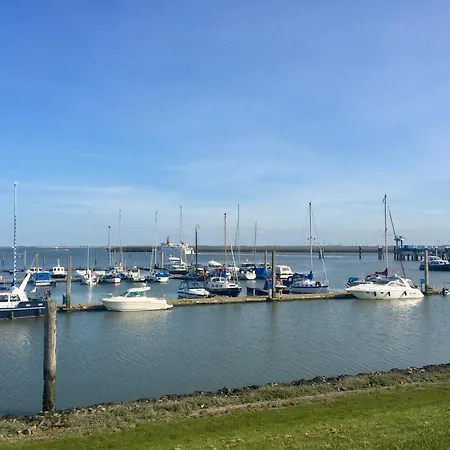 Strandflieder